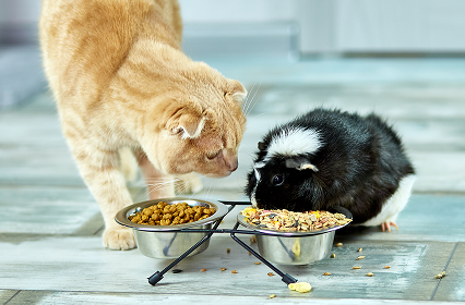 Pet Food and Animal Feed
